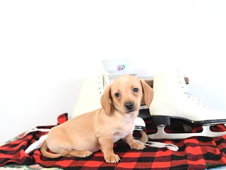 Miniature Dachshund dogs Benny - Ad 24
