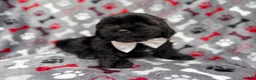 Shih Tzu dogs for sale: Scout - Ad 6