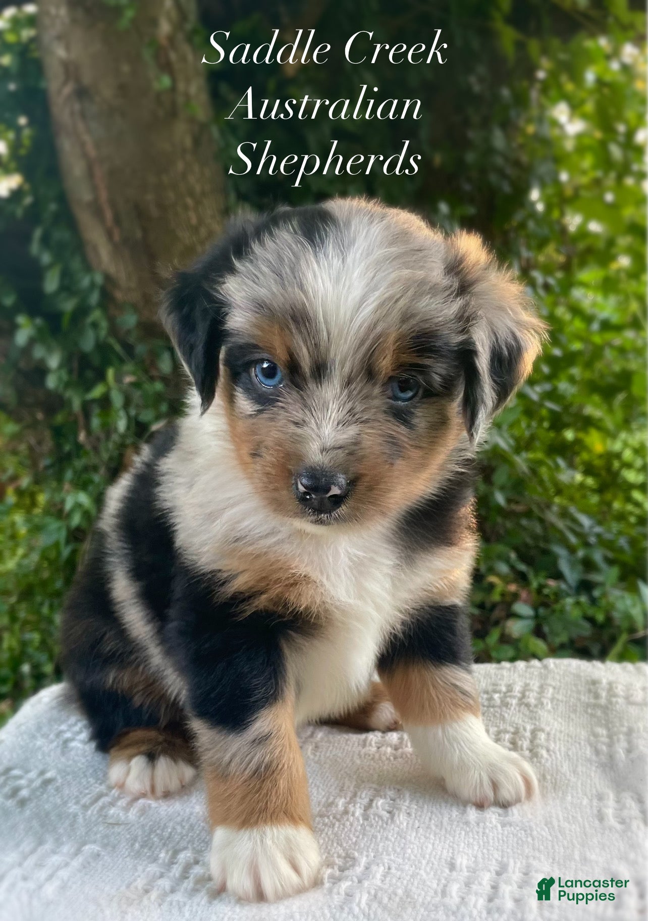 Australian Shepherd dogs Australian Shepherd 1 - Ad 1