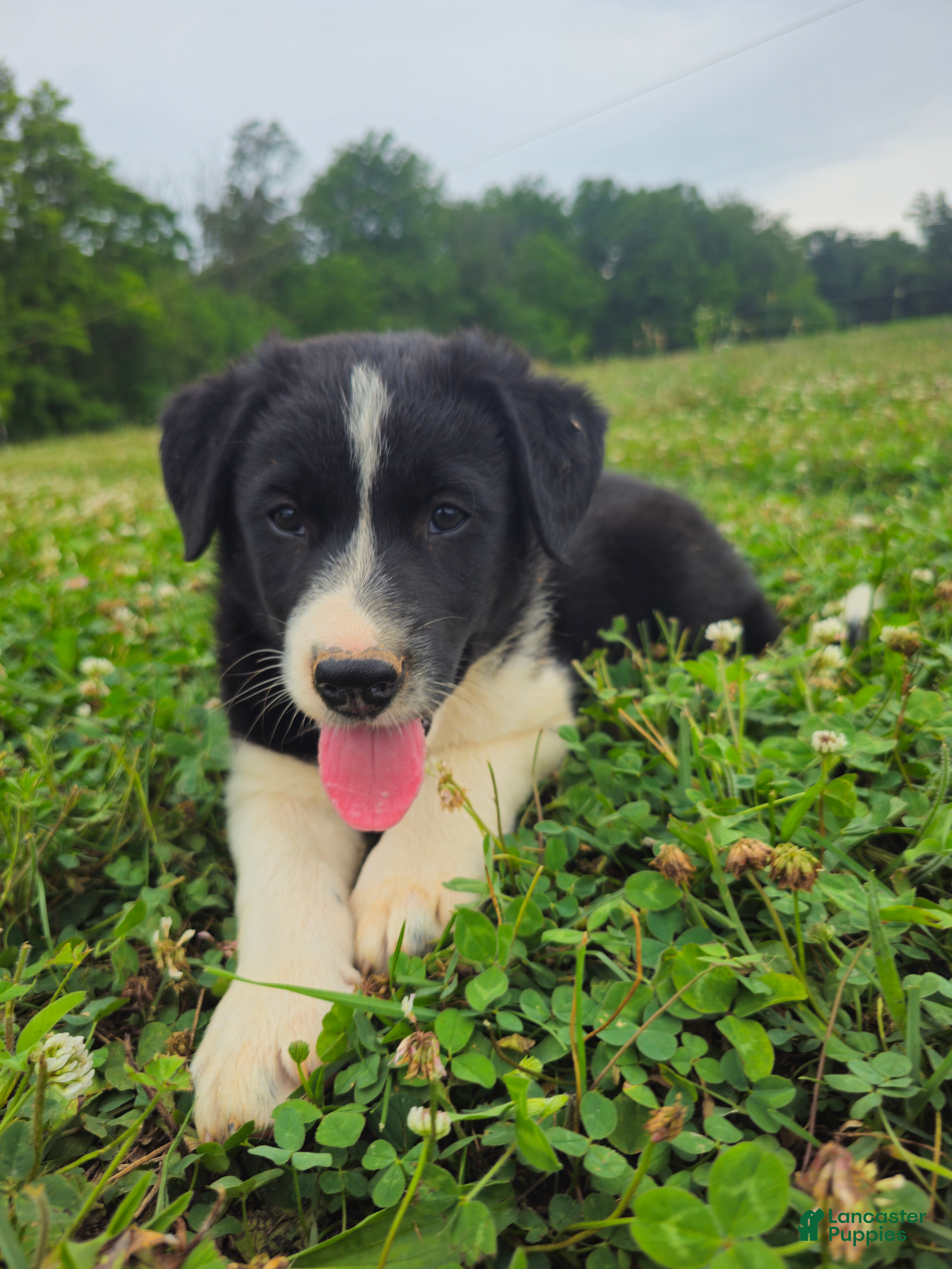 Border Collie dogs Jackson  - Ad 2