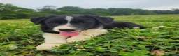 Border Collie dogs for sale: Jackson  - Ad 3