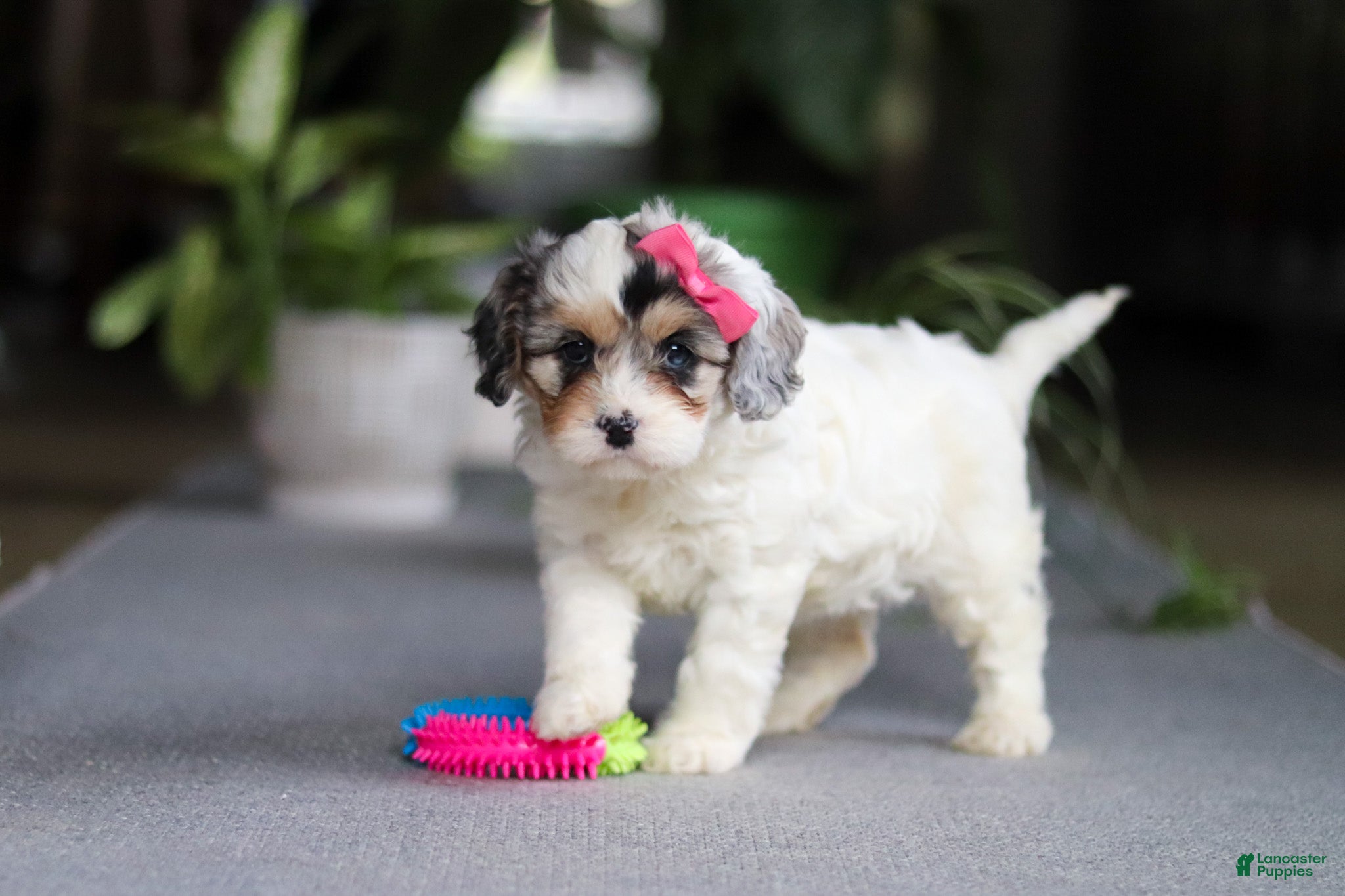 Cavapoo dogs Miley - Ad 28