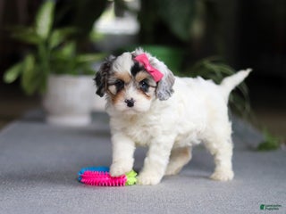 Cavapoo dogs Miley - Ad 11