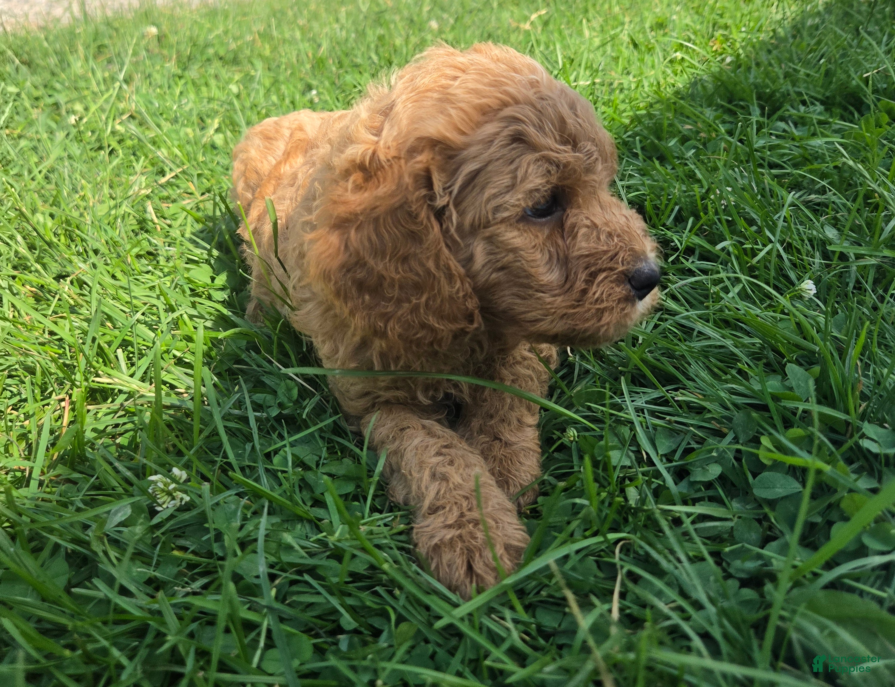 Cavapoo dogs Jax - Ad 2