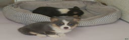 Welsh Corgi Pembroke dogs for sale: Danny - Ad 4