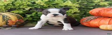 Jillian Boston Terrier 