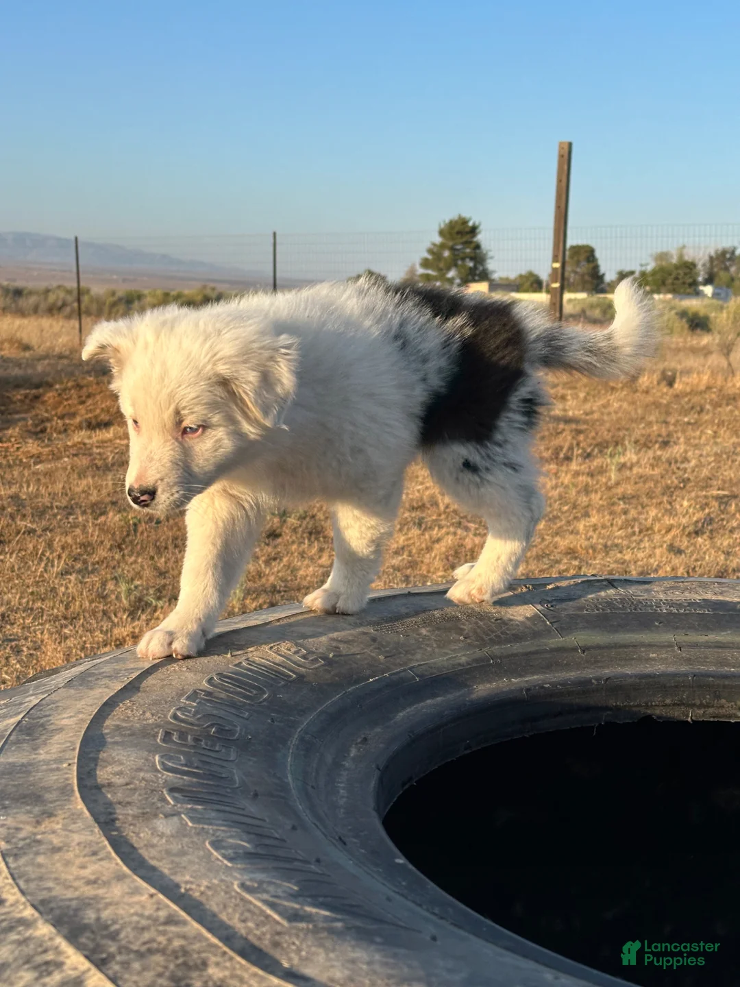 Mixed Breed dogs for sale: Enoki - Ad 1