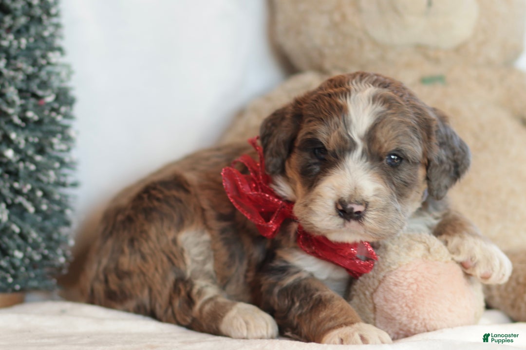 Bernedoodle dogs for sale: Spruce - Ad 3