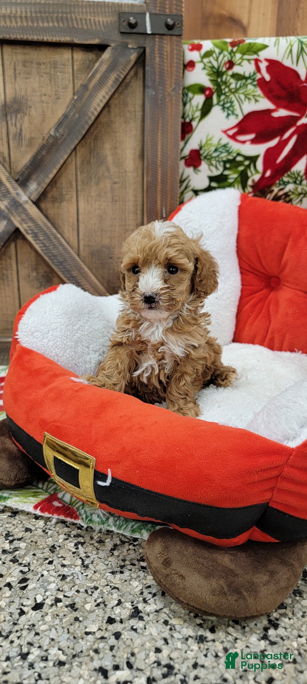 Toy Poodle dogs for sale: Moses - Ad 9