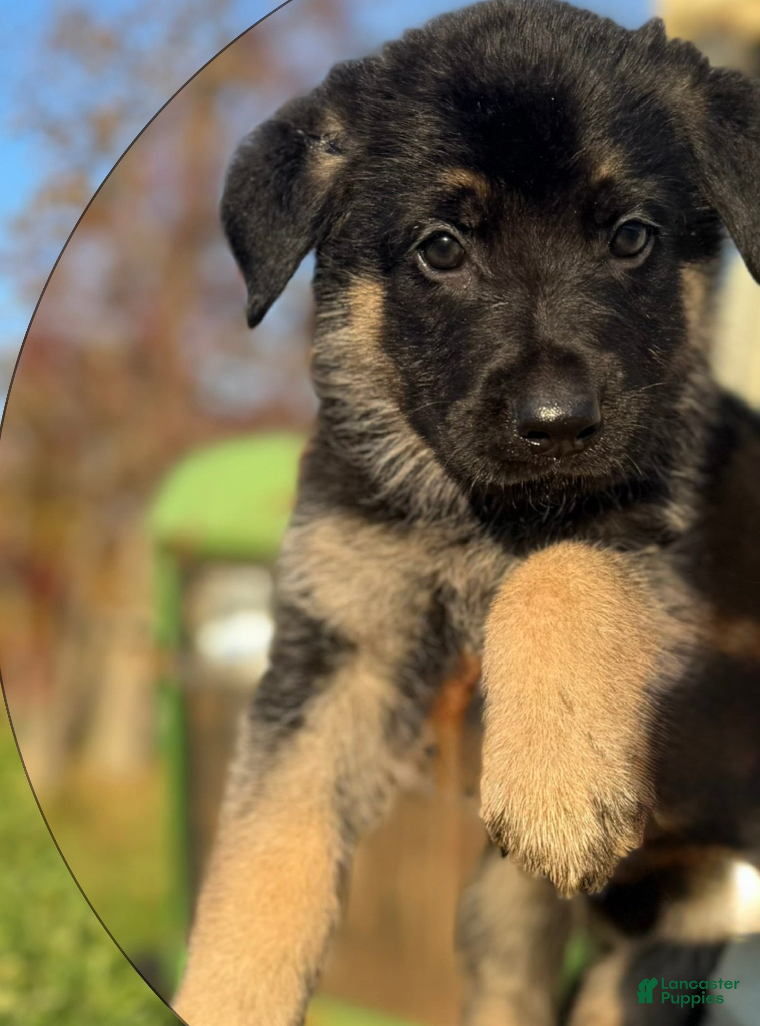 German Shepherd dogs for sale: Brown Collar  - Ad 1