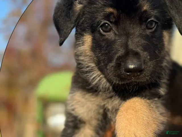 German Shepherd dogs for sale: Brown Collar - Ad 42