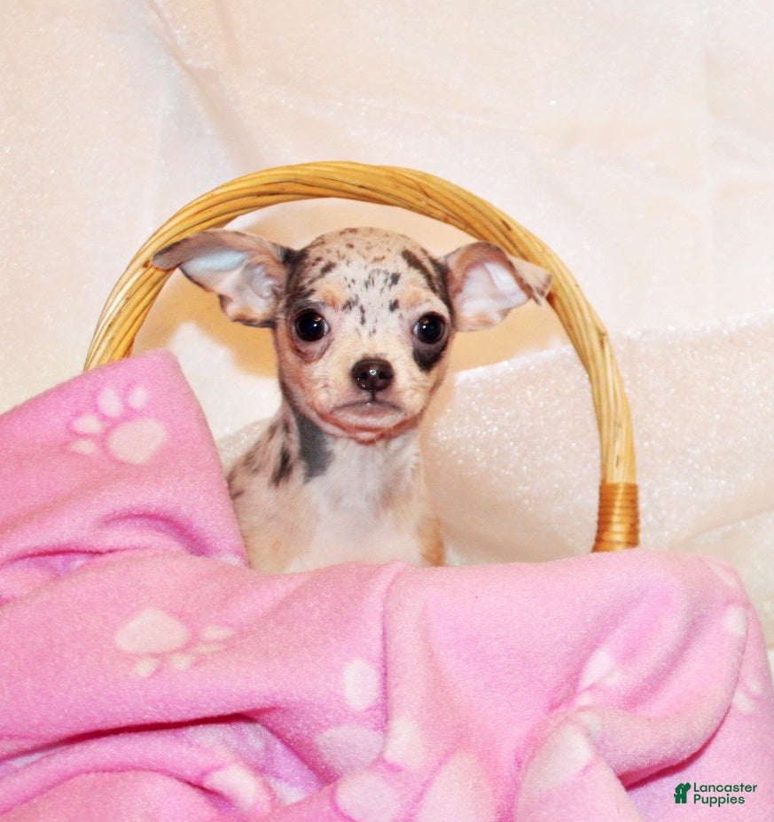 Chihuahua dogs Demi - Ad 1