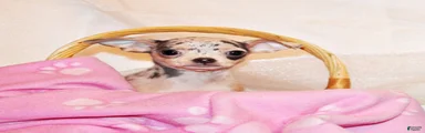 Demi