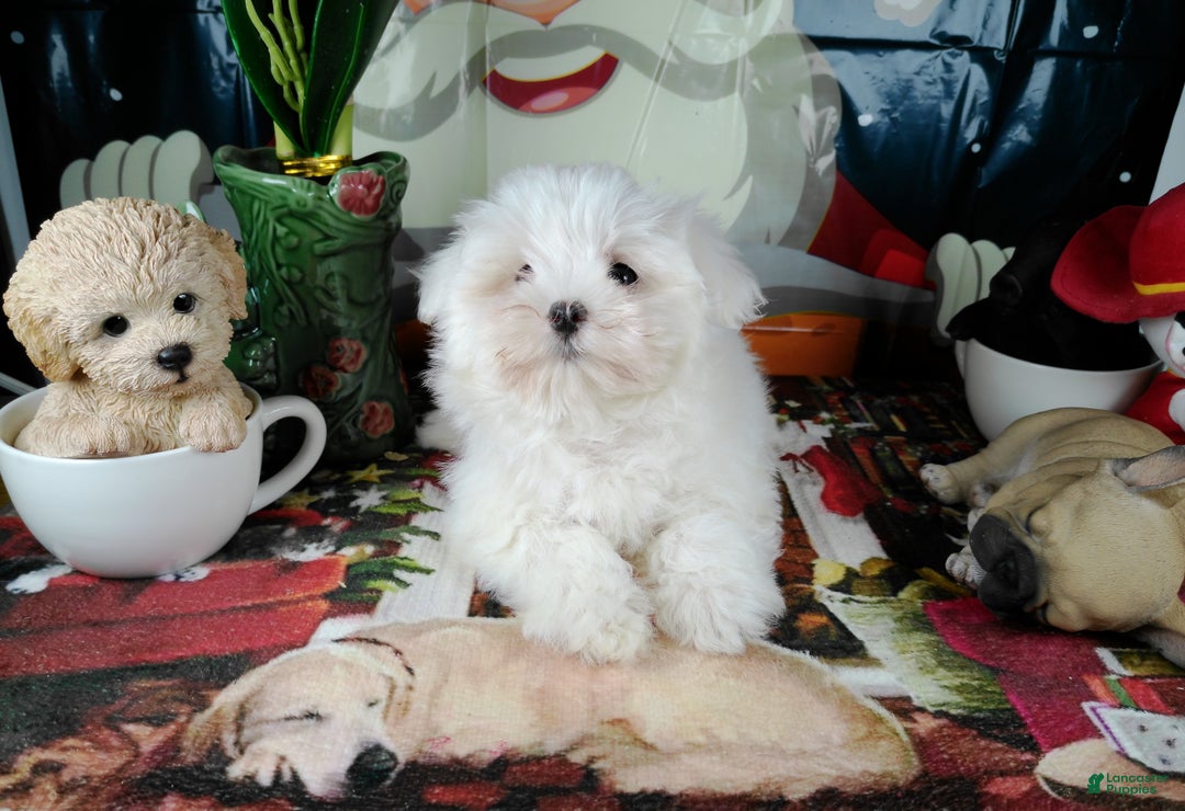 Maltese dogs for sale: ricky - Ad 3