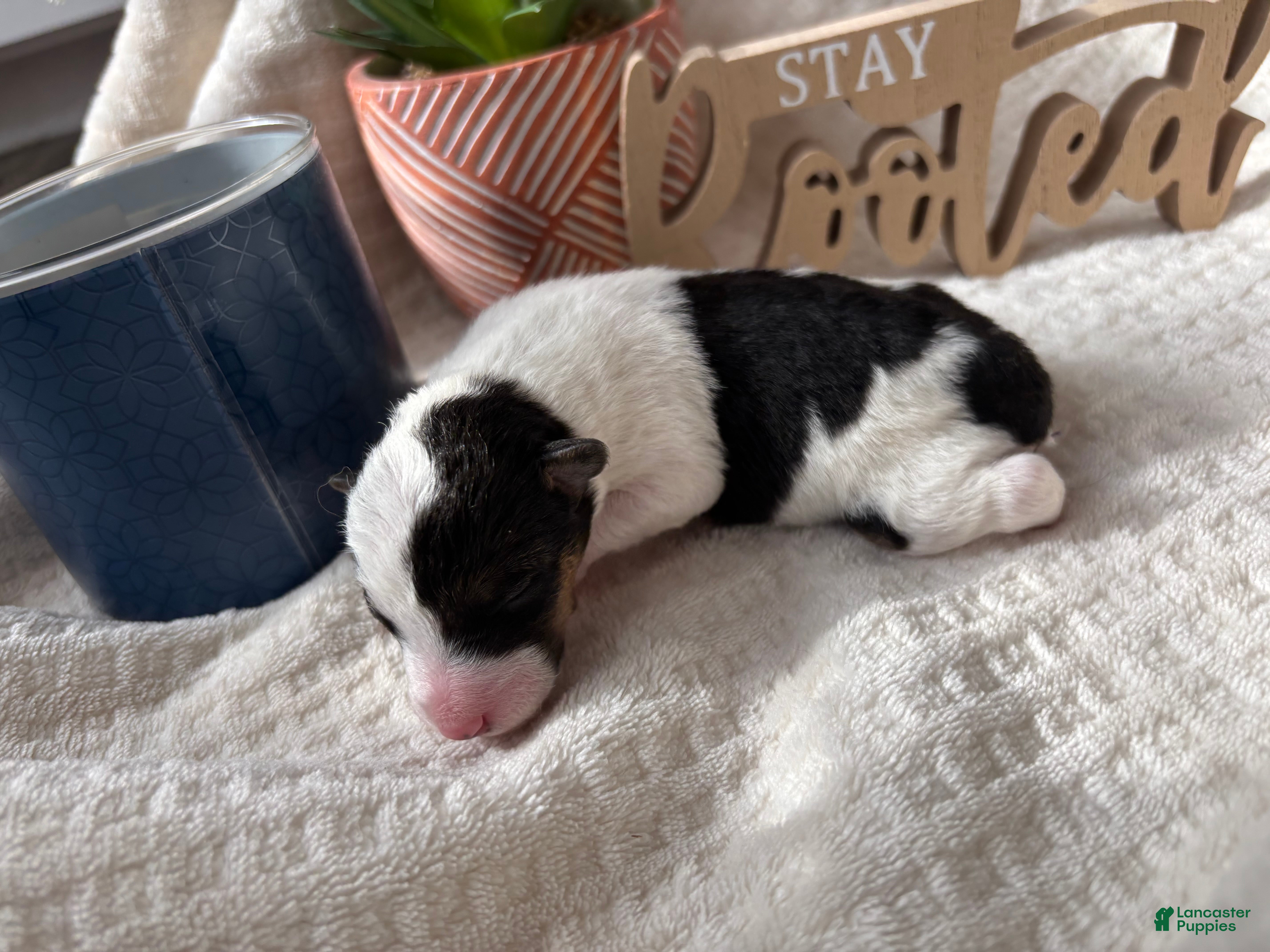 Wire Fox Terrier dogs for sale: Wire Fox Terrier 9 - Ad 4