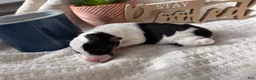 Wire Fox Terrier dogs for sale: Wire Fox Terrier 9 - Ad 1