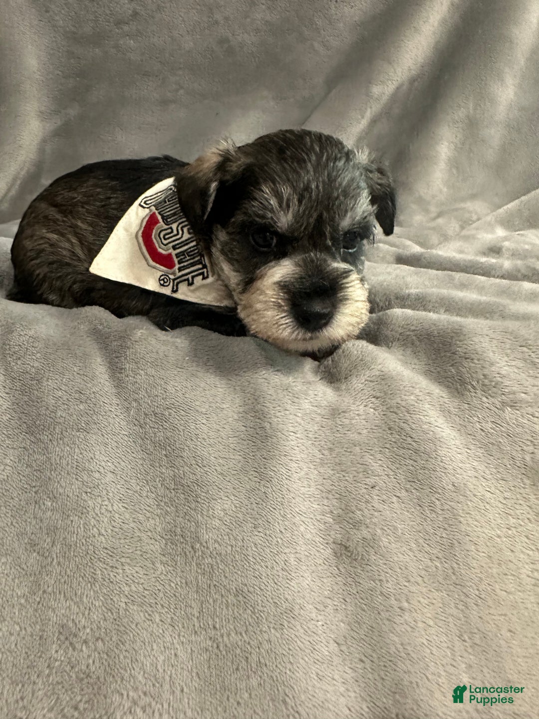 Miniature Schnauzer dogs for sale: Tinsel - Ad 2
