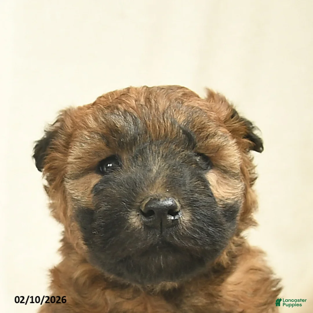 Soft Coated Wheaten Terrier dogs for sale: Twilight  - Ad 5