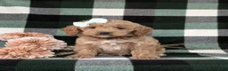 Cockapoo dogs for sale: Marlaina - Ad 2