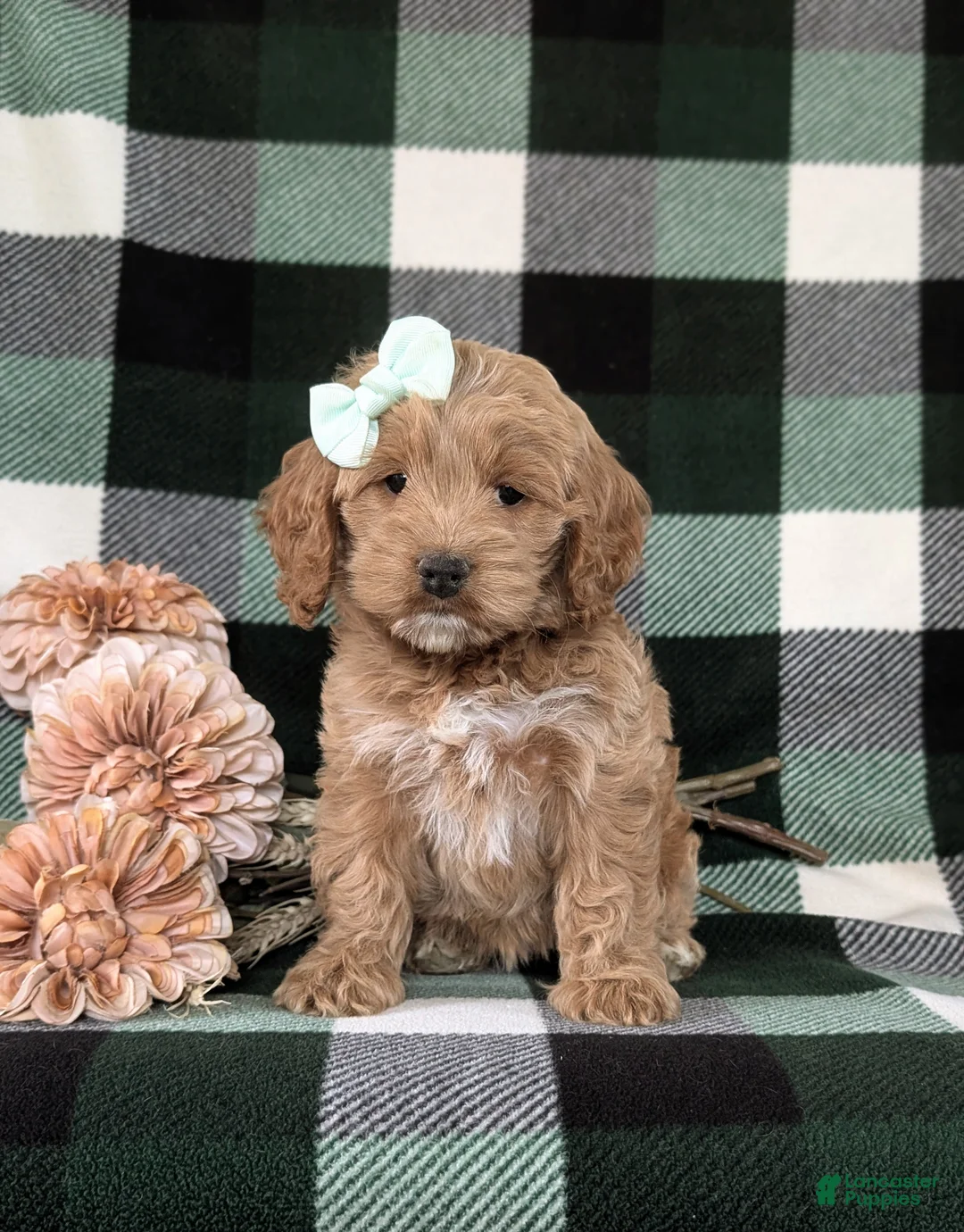 Cockapoo dogs for sale: Marlaina - Ad 2
