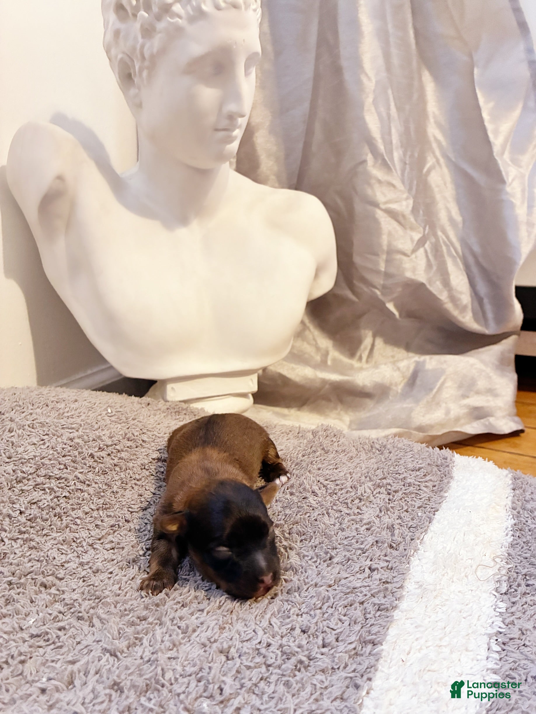 Yorkiepoo dogs Yorkiepoo Puppy 1 - Ad 1