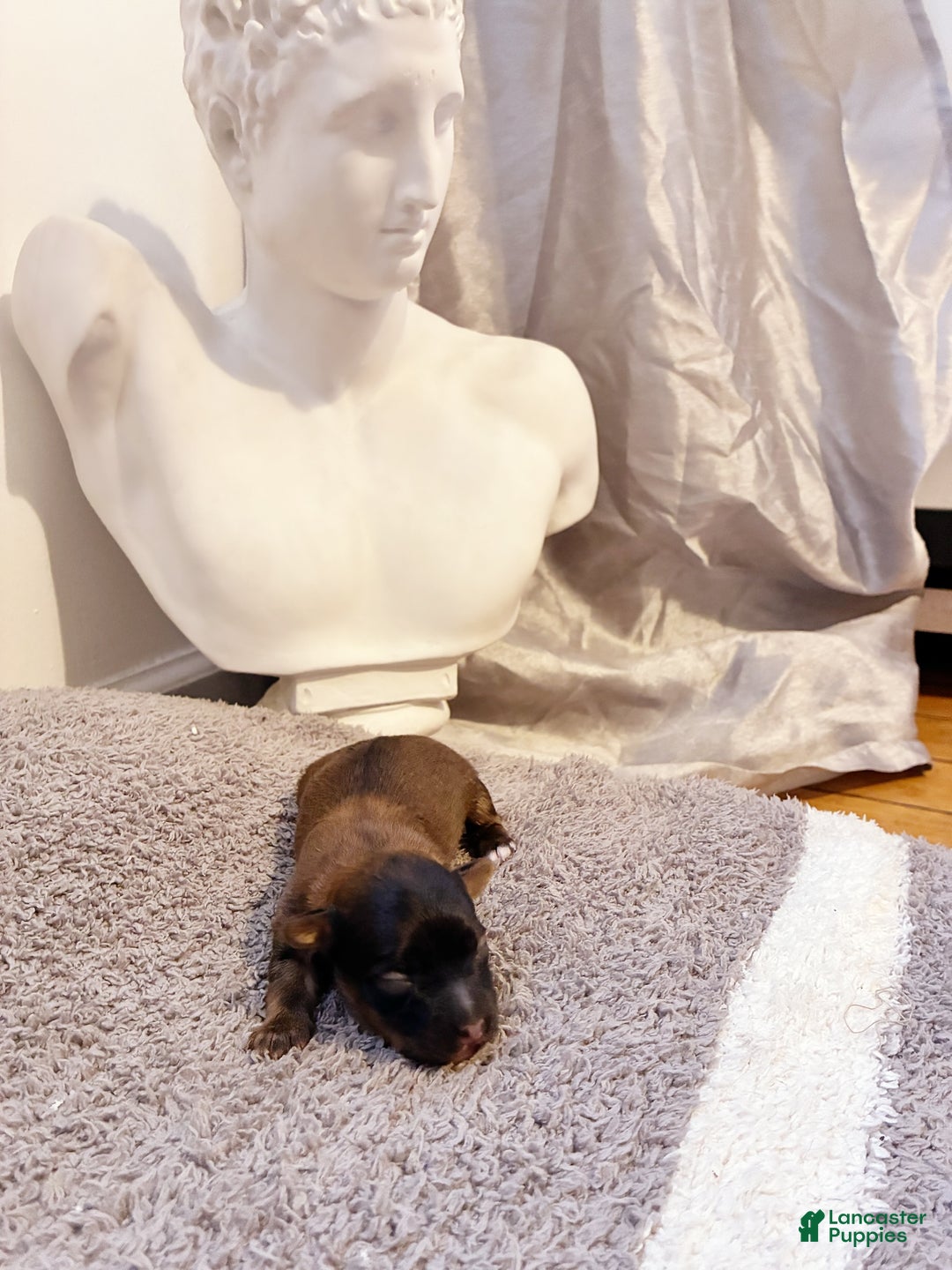 Yorkiepoo dogs for sale: Yorkiepoo Puppy 1 - Ad 1