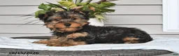 Yorkshire Terrier dogs for sale: Tilly - Ad 1