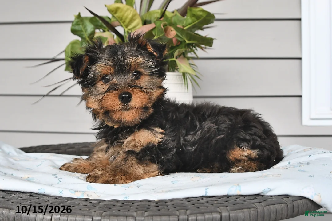 Yorkshire Terrier dogs for sale: Tilly - Ad 1