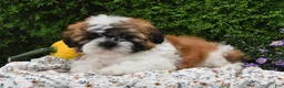 Teddy Bear dogs for sale: Todd - Ad 4