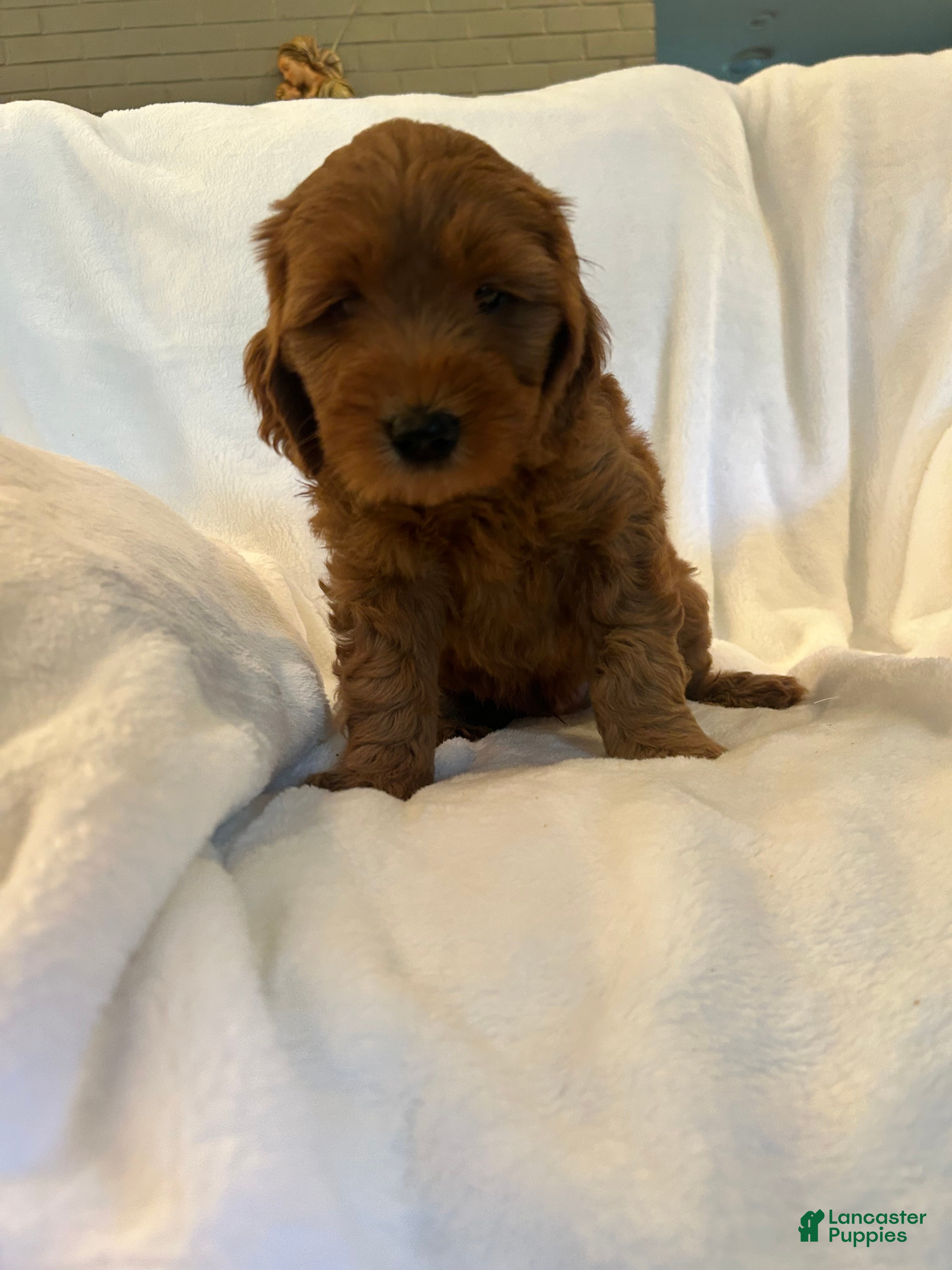 Goldendoodle dogs Blue - Ad 2