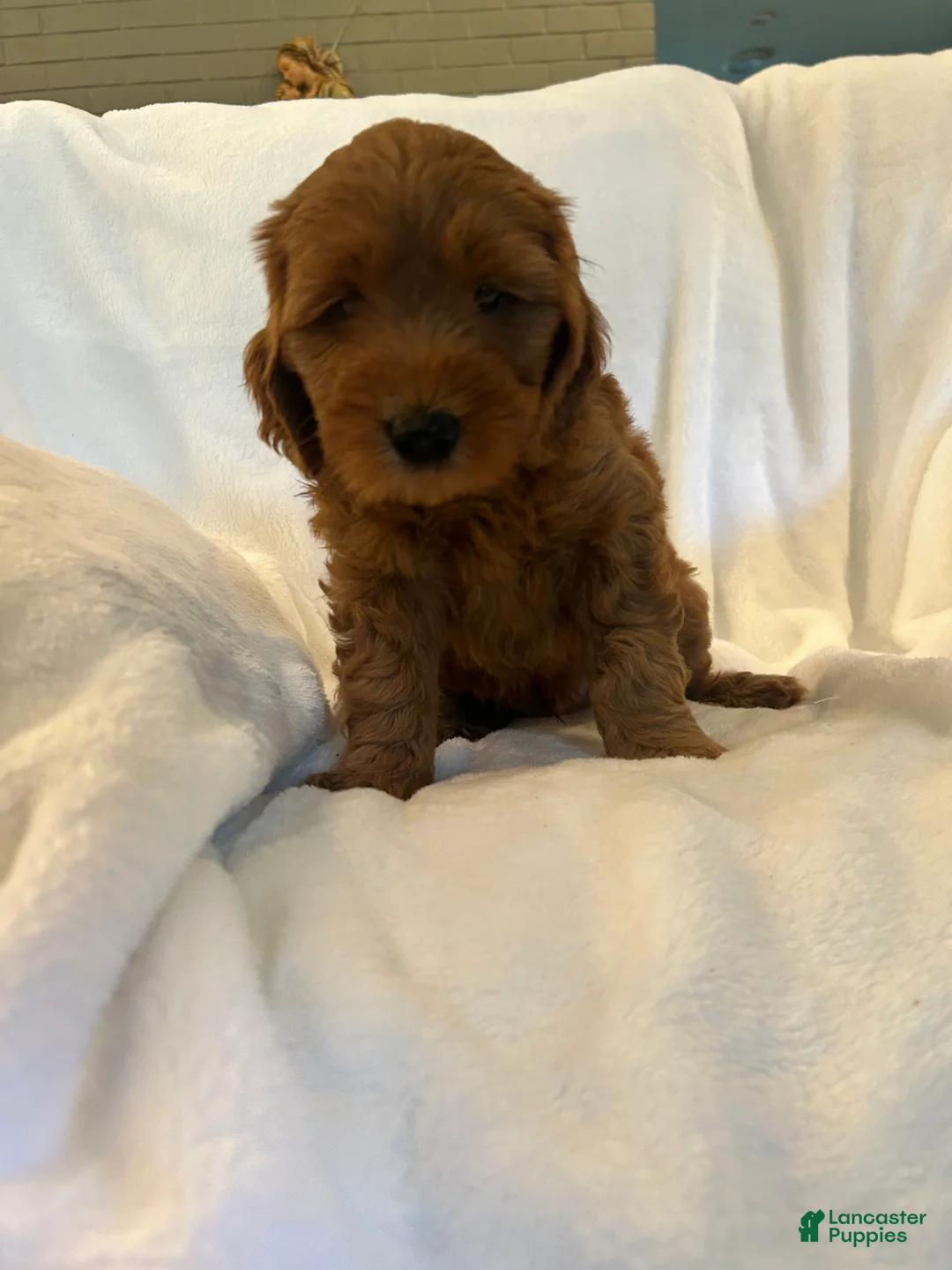 Goldendoodle dogs for sale: Blue - Ad 2