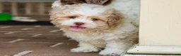 Shihpoo dogs for sale: Sullivan - Ad 5