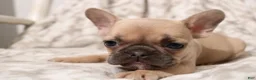 French Bulldog dogs for sale: Link - Ad 5
