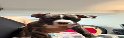 American Bully dogs for sale: American Bully 2 - Ad 3