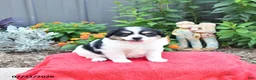 Mixed Breed dogs for sale: Stella - Ad 3
