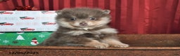 Pomeranian dogs for sale: Nate - Ad 1