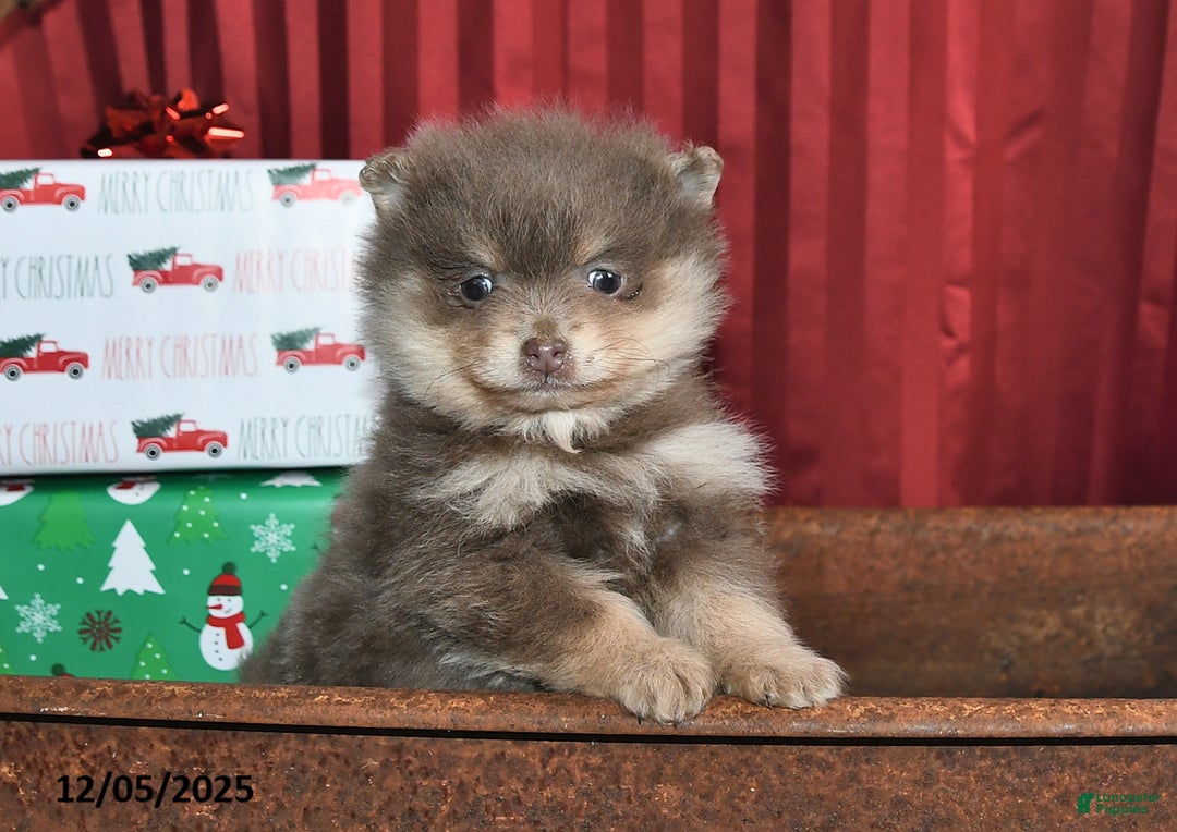 Pomeranian dogs for sale: Nate - Ad 1