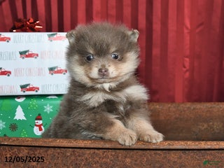 Pomeranian dogs Nate - Ad 32