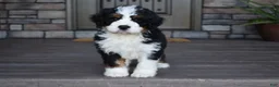 Mini Bernedoodle dogs for sale: Jester - Ad 18