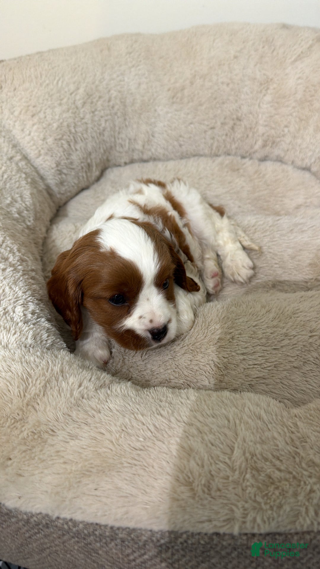 Cavapoo dogs for sale: Skye  - Ad 2