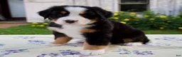 Bernese Mountain Dog dogs for sale: Sally - Ad 3