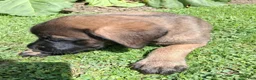 English Mastiff dogs for sale: Georgia - Ad 3