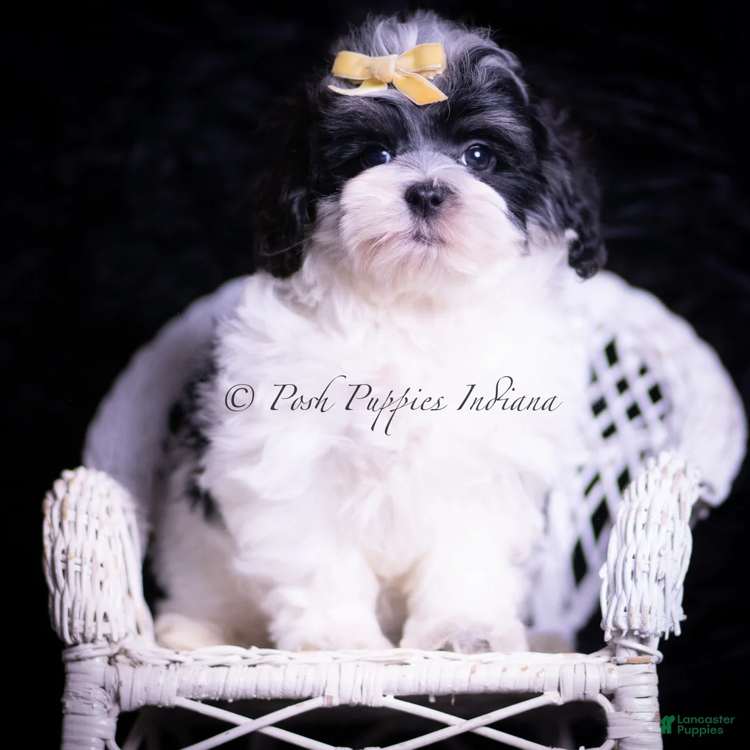 Maltipoo dogs for sale: Vision F1 - Ad 5