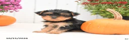 Yorkshire Terrier dogs for sale: Hailey - Ad 4