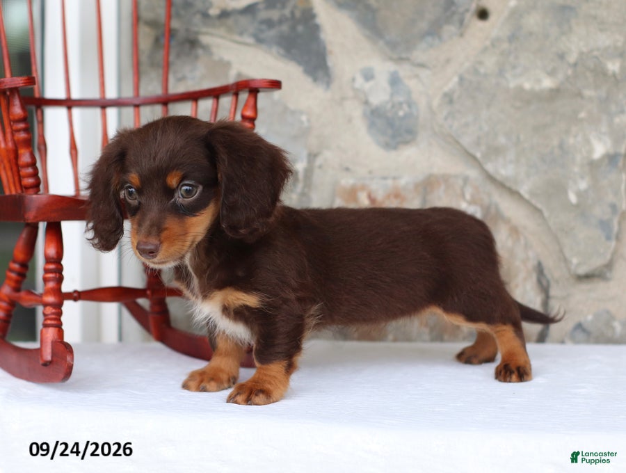 Miniature Dachshund dogs Tinker Belle - Ad 2