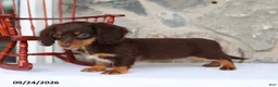 Miniature Dachshund dogs for sale: Tinker Belle - Ad 2