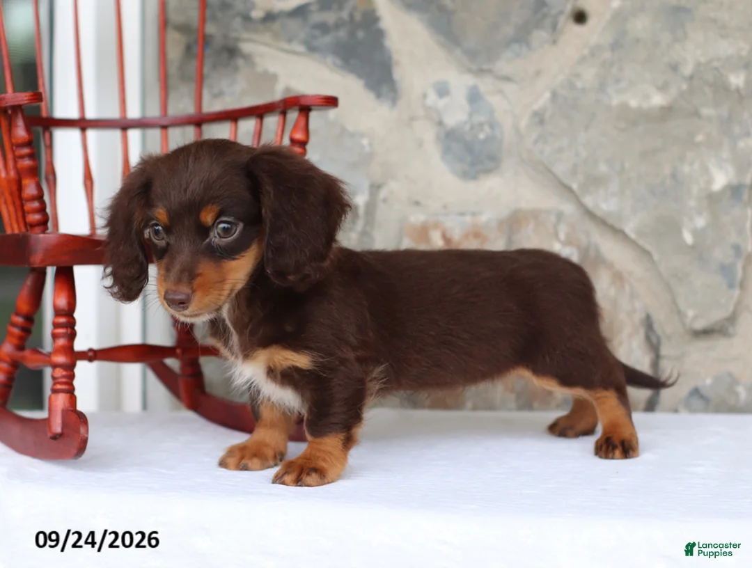 Miniature Dachshund dogs for sale: Tinker Belle - Ad 2