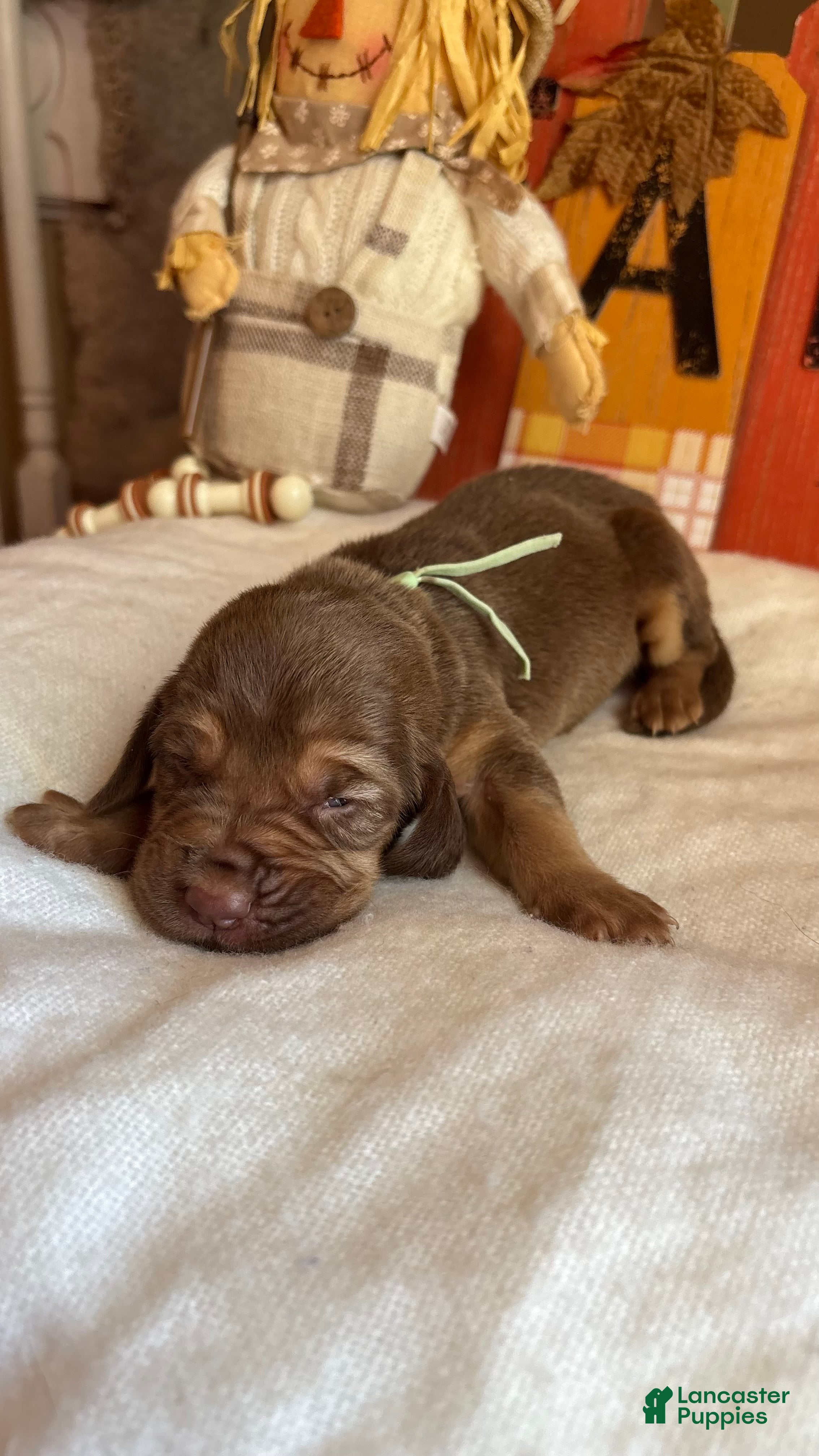 Bloodhound dogs Teal collar female  - Ad 1