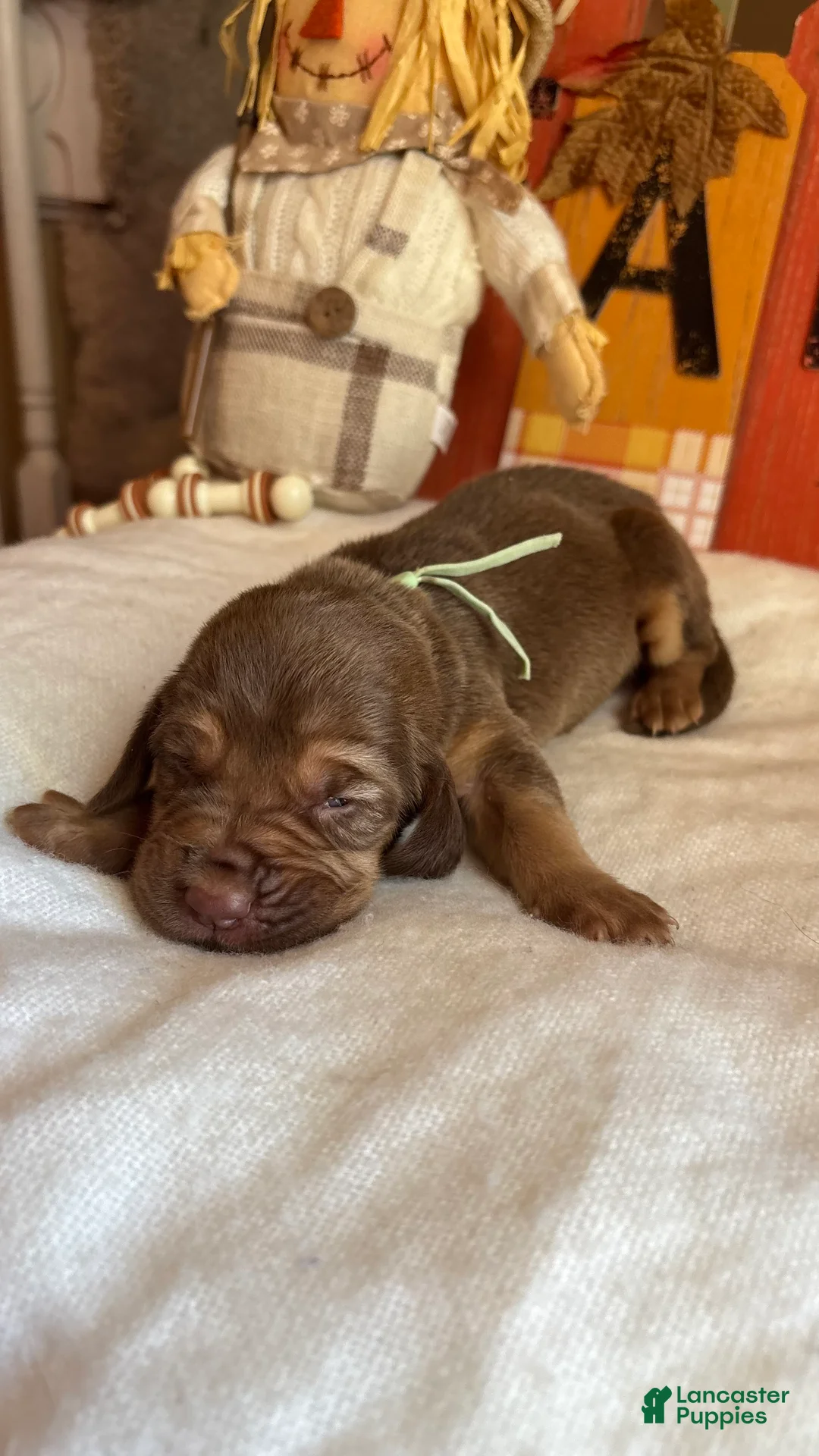Bloodhound dogs for sale: Teal collar female  - Ad 1