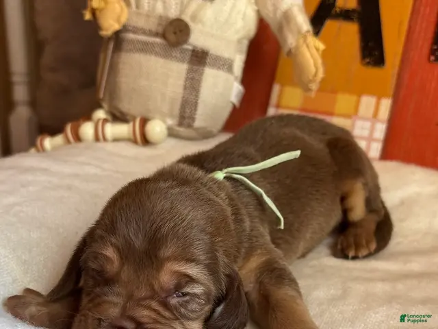 Bloodhound dogs for sale: Teal collar female - Ad 1